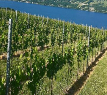 تیرچه داربست انگور