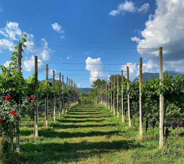 داربست انگور