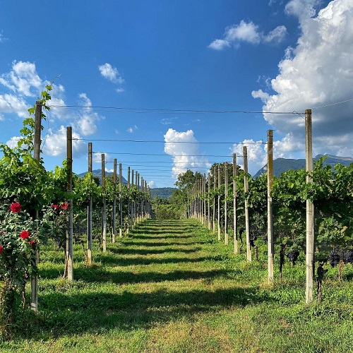 داربست انگور