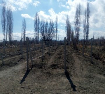 ستون سیمانی انگور