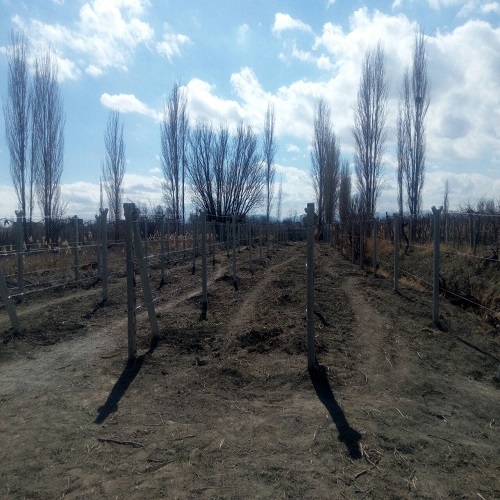 ستون سیمانی انگور