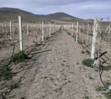 پایه داربست انگور