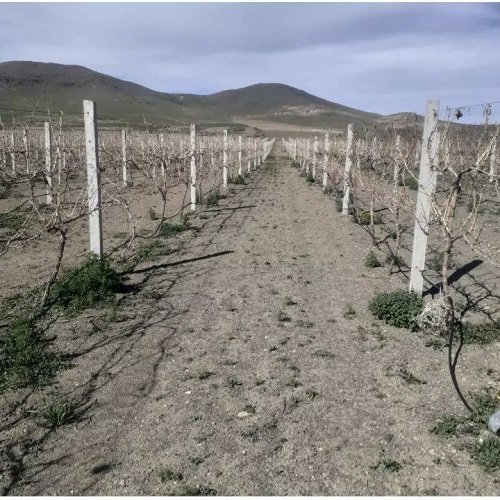 پایه داربست انگور